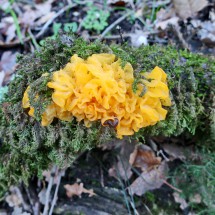 Bright yellow mushroom